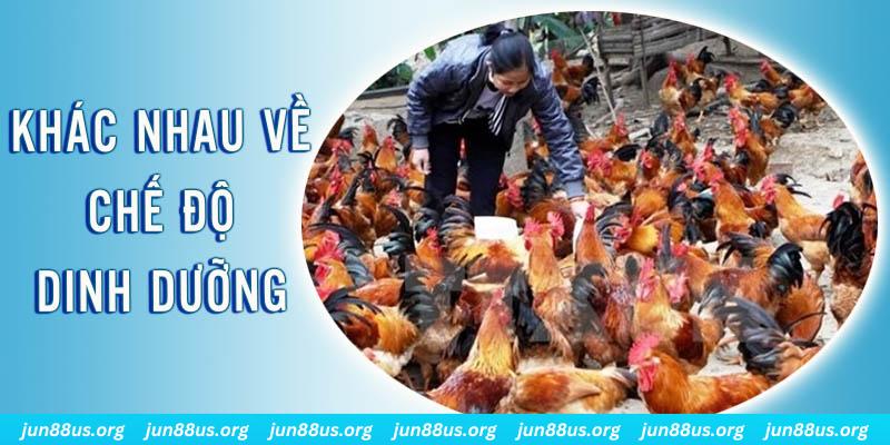 soxo66 Đại Chiến Đỏ Đen
