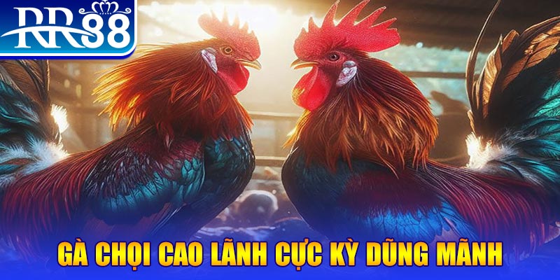 soxo66 đăng nhập poker live